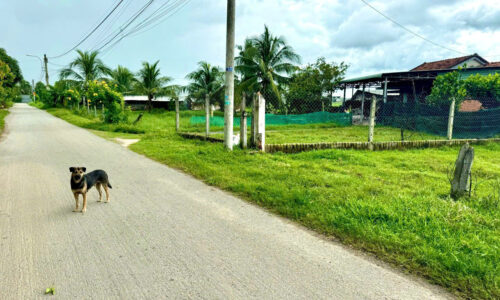 Bán lô đất MT đường 733 Trung Lập Thượng, Củ Chi, 5x26m nở hậu 7m đẹp!