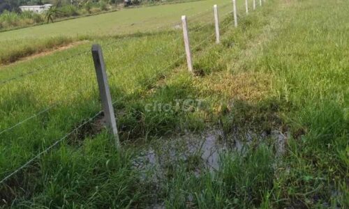 Bán đất đường Võ Thị Thuẫn, xã Phước Thạnh, Củ Chi, Tp.HCM